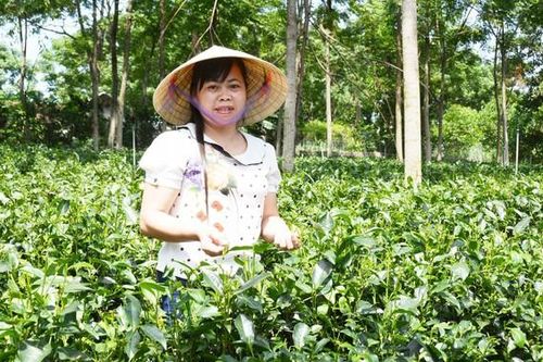 'Những bông hoa Mường' nơi xứ Đoài mây trắng