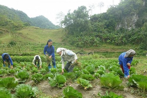 Nông dân, hợp tác xã đề xuất 'cởi trói' về vấn đề vốn, đất đai, thị trường
