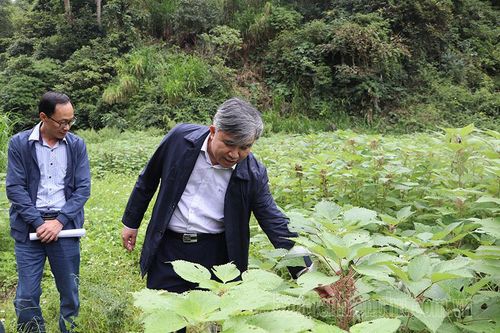 Phó Chủ tịch UBND tỉnh Lò Văn Tiến kiểm tra, làm việc tại huyện Tủa Chùa