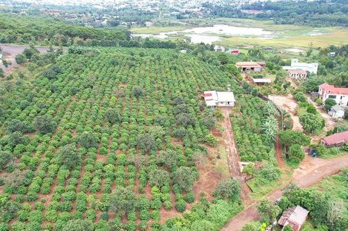 Thu hồi hơn 16.700 m2 đất lâm nghiệp do nguyên Trưởng Ban quản lý rừng phòng hộ chiếm dụng
