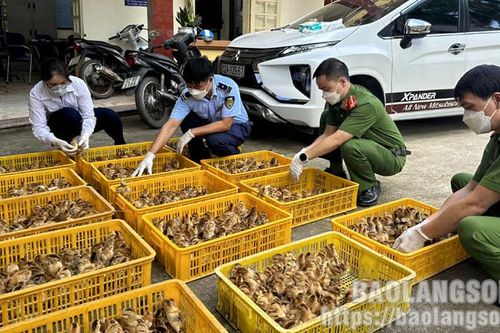 Ngăn gia cầm giống nhập lậu qua địa bàn huyện Lộc Bình: Quyết liệt các biện pháp
