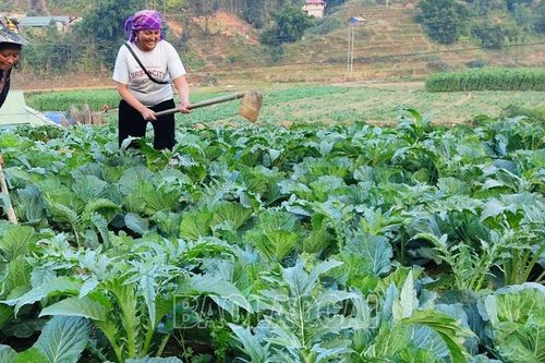 Dự kiến gieo trồng gần 4.300 ha cây vụ đông