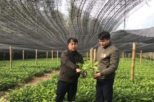 Si Ma Cai: Tỷ lệ che phủ rừng vượt mục tiêu Nghị quyết Đại hội Đảng bộ huyện