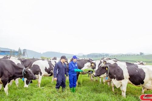 Khởi động Hội thi 'Hoa hậu bò sữa' Mộc Châu