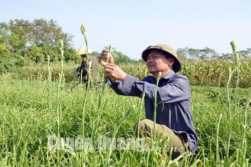 Làng huệ Lý Nhân vào vụ