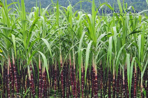 Mía đường Sơn La dự kiến chi 146 tỷ đồng trả cổ tức vào tháng 11