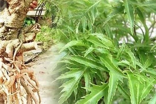 Thêm một loại cây có thể chữa 'bách bệnh' và được ví như 'nhân sâm của người nghèo', nhiều người mới chỉ trồng làm cảnh nhưng rất ít ăn