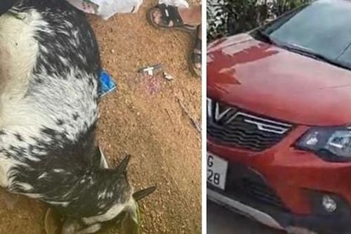 Hà Nội: Hé lộ lý do hoãn phiên tòa xét xử 3 cựu công an bắn chết dê của người dân