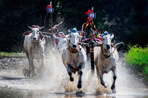 Lễ hội đua bò 'có một không hai' ở Việt Nam