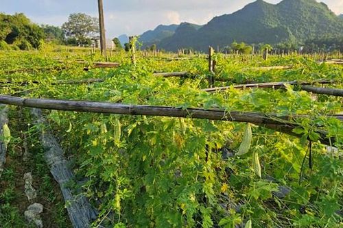 Xã đặc biệt khó khăn thay da đổi thịt nhờ Chương trình mục tiêu quốc gia