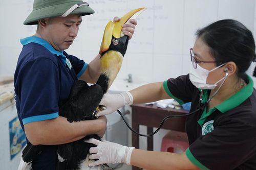 Công phu tái thả chim hồng hoàng về tự nhiên