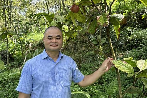 Ươm mầm trà hoa vàng ở thung lũng Cổ Ngựa