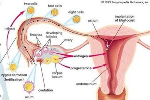 Bảo quản mô buồng trứng bằng phương pháp đông lạnh