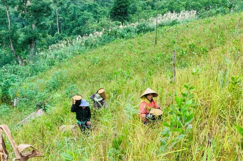 Quảng Ngãi: Hỗ trợ chuyển đổi nghề cho hơn 200 hộ dân