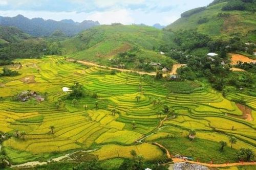 Sắc vàng thơ mộng trên Bản Tèn mờ sương