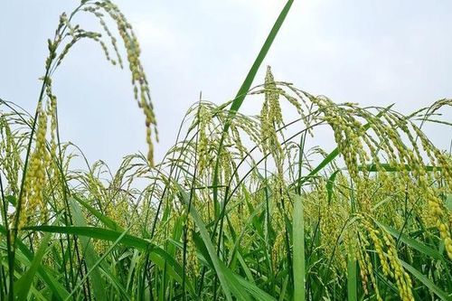Lễ hội Cốm Dương Quỳ với chủ đề 'Sắc vàng hương cốm'