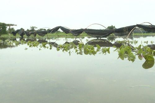 Quảng Điền (TT-Huế): Hơn 127 ha rau màu thiệt hại nặng do ngập lụt