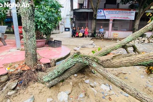 Cần xử lý nghiêm đối tượng chặt phá cây xanh trên địa bàn TP. Vinh