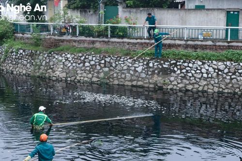 Hàng tấn cá chết nổi trắng, TP Vinh lên kế hoạch xây dựng hệ thống bơm cưỡng bức thay lọc nước Hào thành