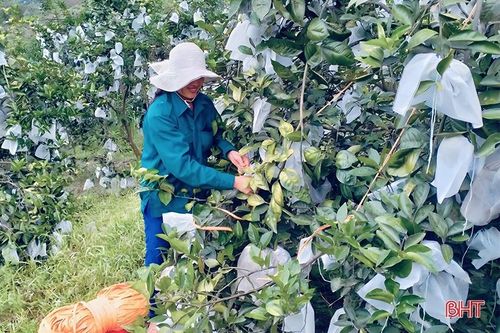 Mặc 'áo giáp' cho cam trước mưa lớn kéo dài