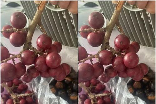 Loại quả có tên rất lạ, xưa không ai biết đến, nay thành đặc sản mùa hè dân thành phố 'săn lùng', 40.000 đồng/kg
