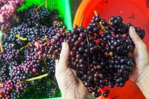 Loại quả dại xưa không ai biết đến, giờ làm thành món đặc sản vị chua ngọt được ưa chuộng, 120.000 đồng/kg