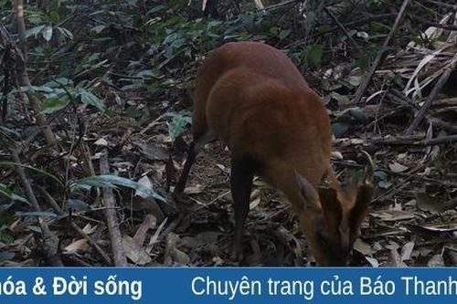 Phát hiện loài Mang quý ở Khu bảo tồn thiên nhiên Pù Hu