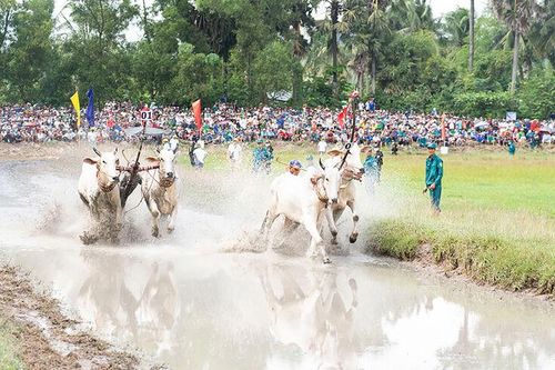 Sẵn sàng hội đua bò Bảy Núi