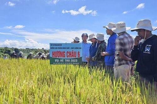 Giống lúa Hương Châu 6 cho năng suất 9-10 tấn/ha