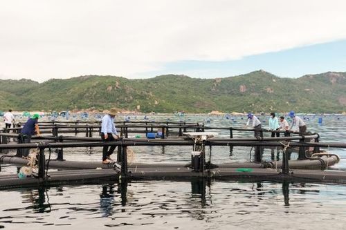 Tập huấn nuôi biển bằng lồng HDPE tại Cam Ranh