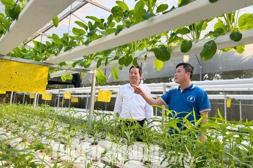 Chuyển đổi số trong sản xuất nông nghiệp: Giảm áp lực lao động