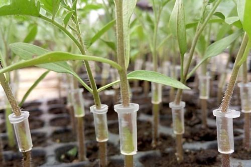 Ghép cà chua dễ dàng với dụng cụ ghép chuyên dụng của Congcutot.vn