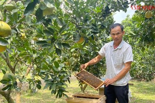 HTX Đại Lợi: Nuôi ong lấy 'mật thật' sẽ có lợi nhuận cao