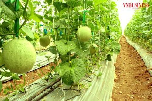 Phát triển cây trồng có giá trị kinh tế giúp giảm nghèo cho người dân Bác Ái