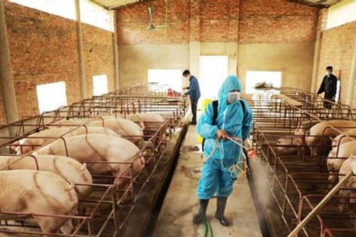 Đẩy nhanh tái đàn phục vụ thị trường thực phẩm cuối năm