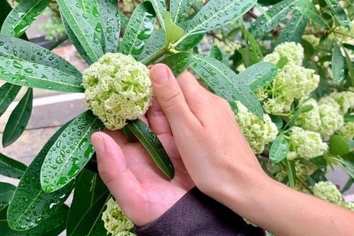 Bất ngờ công dụng của cây hoa sữa rất nhiều người không biết
