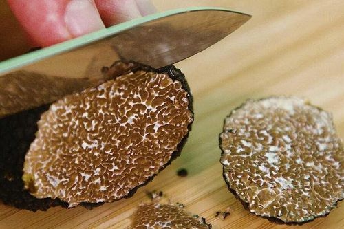Loại nấm nào đắt nhất thế giới, được ca ngợi như 'kim cương' trong giới ẩm thực?