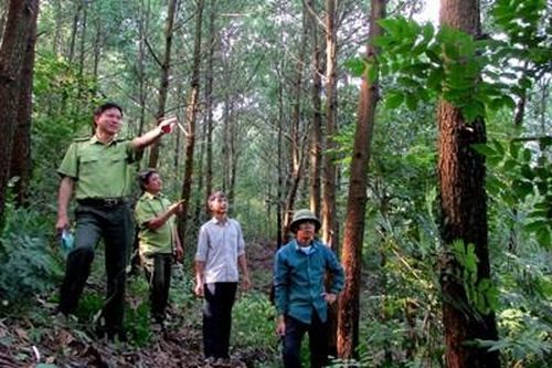Hoàn thiện hành lang pháp lý thị trường tín chỉ carbon