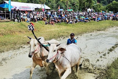 An Giang: Sôi nổi Hội đua bò Bảy Núi năm 2023