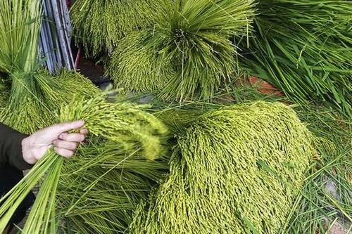 Vào làng Mễ Trì xem người dân 'luyện' cốm, nghe tiếng chày thậm thình