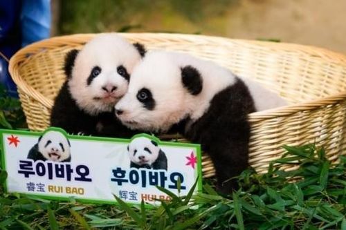 Nửa triệu người trên thế giới đặt tên cho cặp gấu trúc song sinh tại công viên ở Hàn Quốc