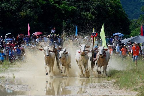 Hình ảnh Hội Đua bò Bảy Núi ở An Giang thu hút du khách