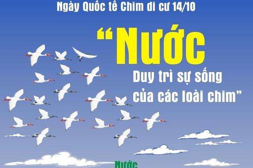 Ngày Quốc tế Chim di cư 14/10: 'Nước - Duy trì sự sống của các loài chim'