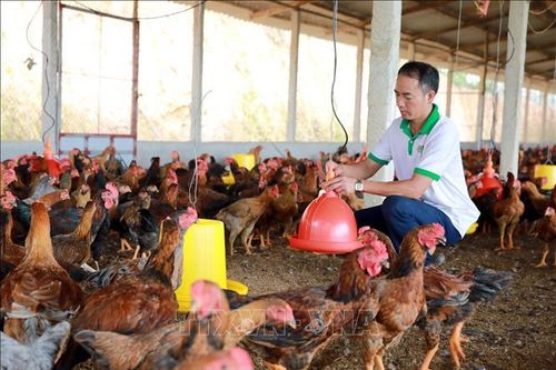 Trở thành 'tỷ phú nông dân' nhờ nuôi gà lai chọi thả vườn