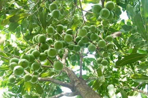 Loại hạt đắt đỏ cả thế giới yêu thích, ở Việt Nam trồng bạt ngàn