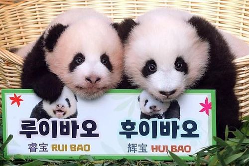 Cặp gấu trúc song sinh 'cưng xỉu' vừa chào đời đã nổi tiếng khắp Hàn Quốc, được 500.000 người tham gia đặt tên