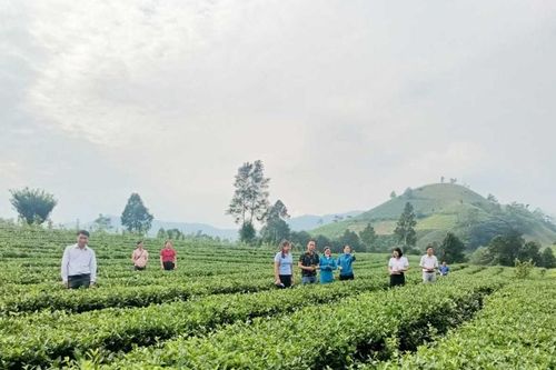 Tập huấn quy trình canh tác chè VietGAP gắn với triển khai mô hình du lịch sinh thái