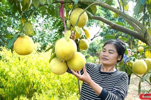 Điểm tựa cho nông dân phát triển cây ăn quả