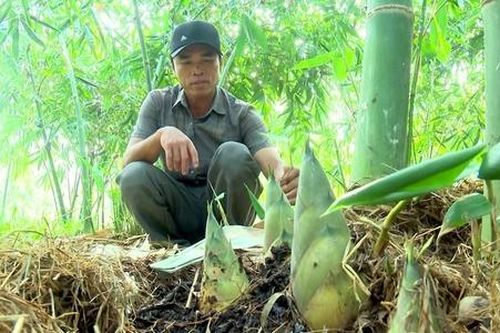 Người dân Bình Phước tìm cách 'hái ra tiền' từ cây tre
