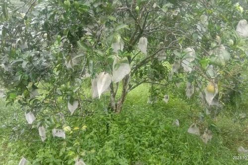 Cận cảnh nông dân Hà Tĩnh mặc 'áo giáp' cho quả đặc sản giữa mùa mưa lũ
